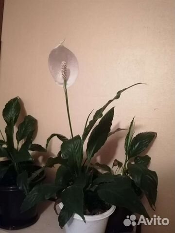 Спатифиллум / женское счастье