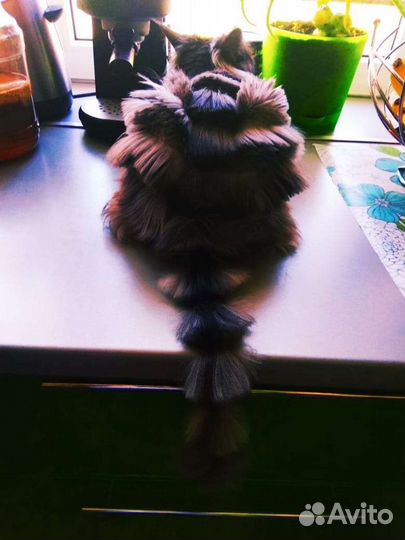 Вычесывание и Стрижка кошек и собак с выездом