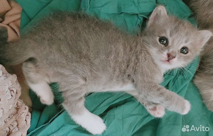 Кошки в добрые руки