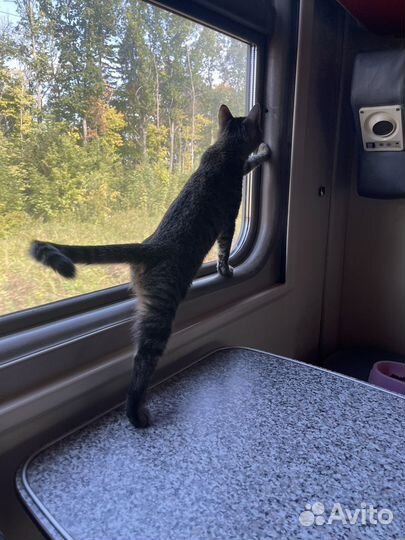 Кошка в дар бесплатно