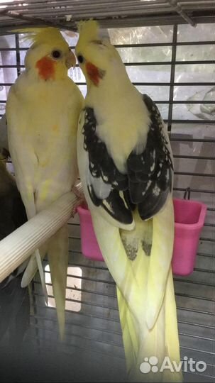 Корелла, Певчий попугай