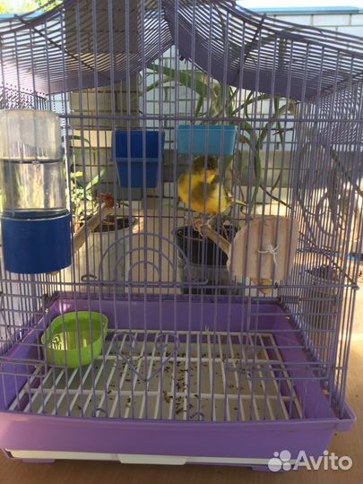 Канарейки (Кенр)