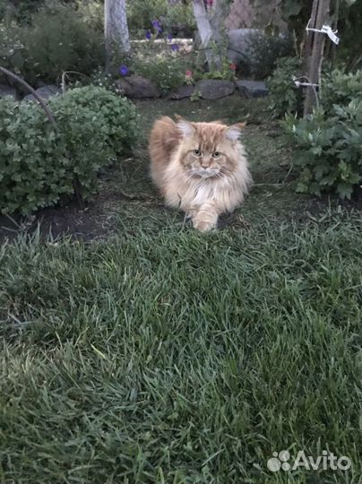 Кот. Вязка