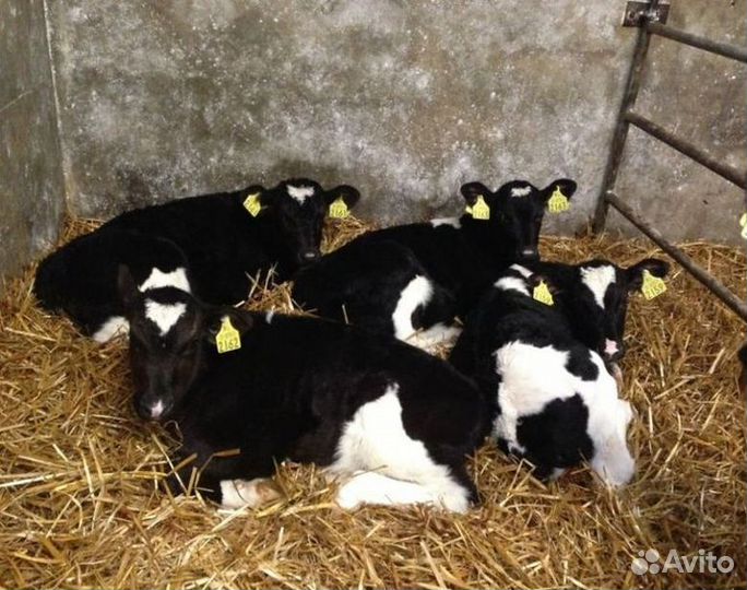 Бычки и телята от месяца