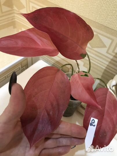 Аглаонема Cochin Terracotta(Оранж)