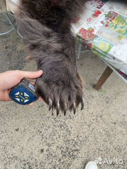 Шкура медведя