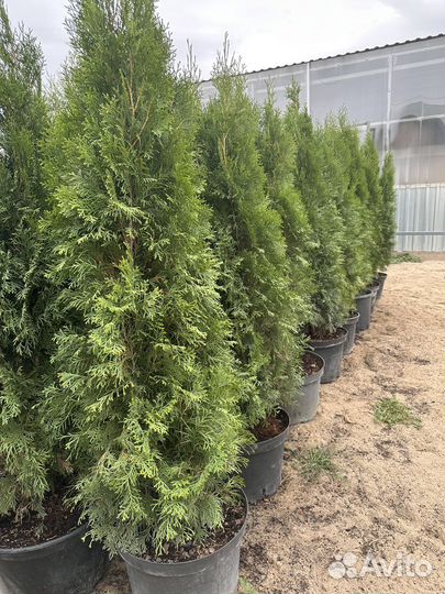 Туя смарагд