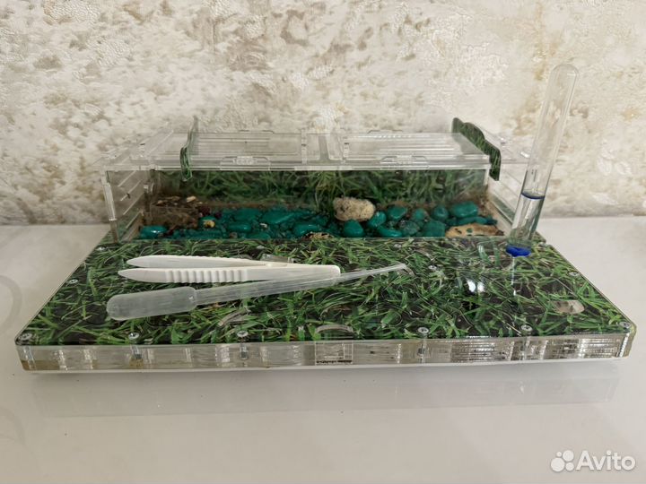 Муравьиная ферма с муравьями