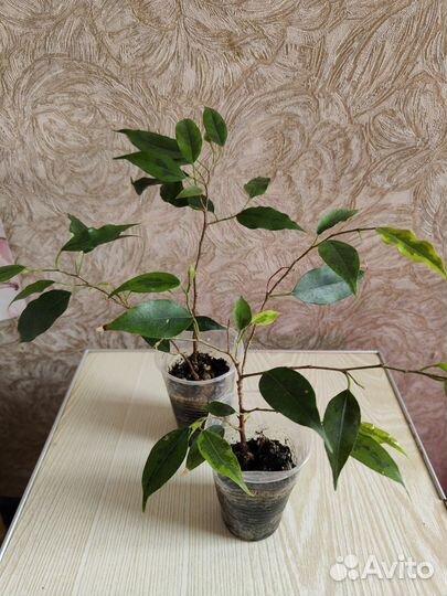 Фикус бенджамина сортовые