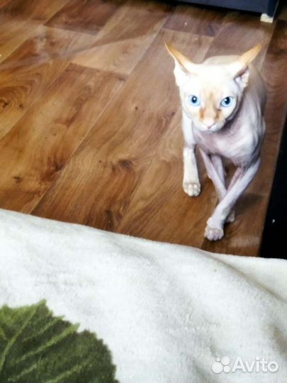 Канадский сфинкс вязка