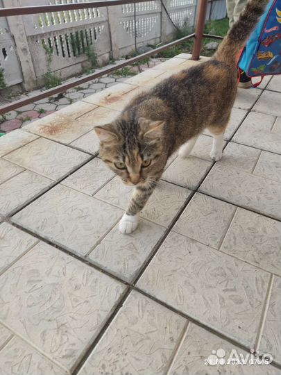 Кошка в добрые руки