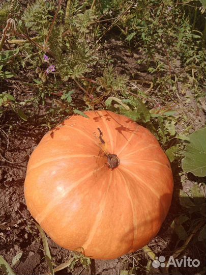 Яблоки, тыква, черноплодная рябина, калина