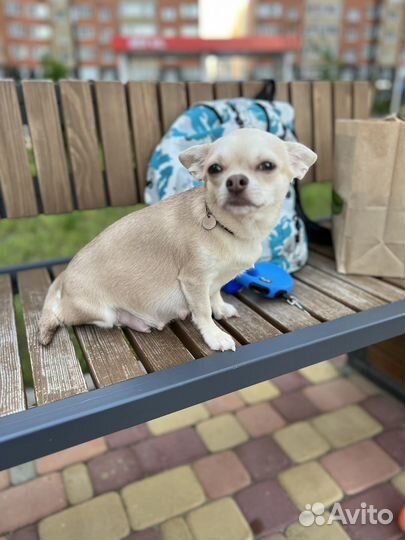 Щенки чихуахуа