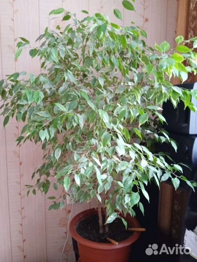 Фикус бенджамина