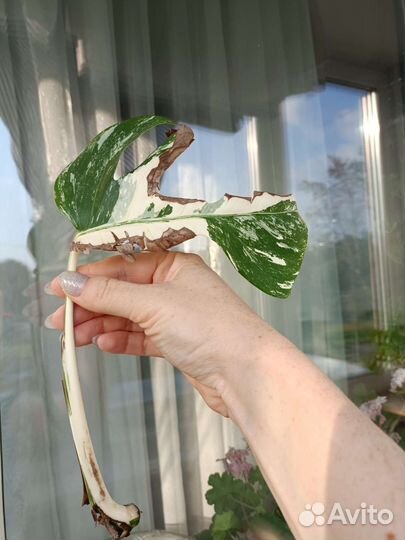 Монстера альба/Аглаонема фридман