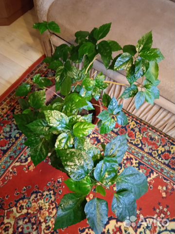 Спатифиллум