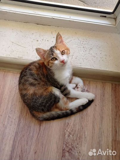 Красивый котёнок