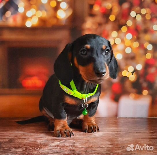 Щенки таксы ждут заботливых хозяев