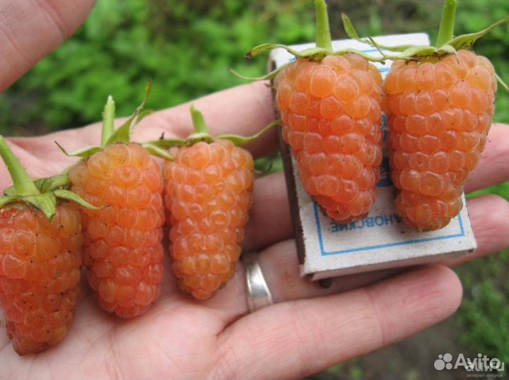 Ремонтантная малина