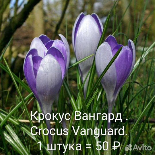 Луковицы крокусов. Крокусы