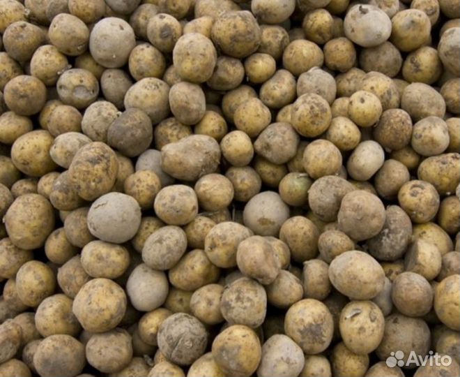 Картофель на корм скоту