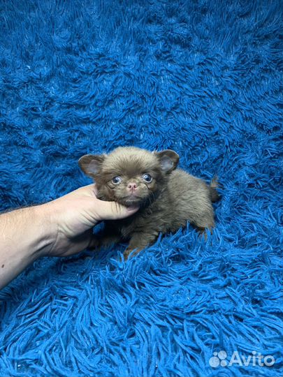 Мини мальчик чихуахуа