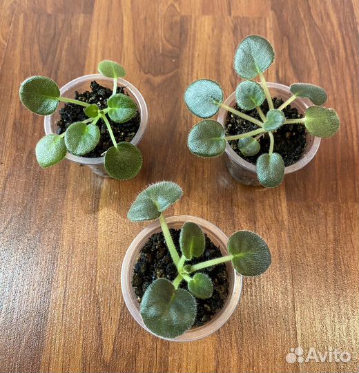 Фиалки сортовые