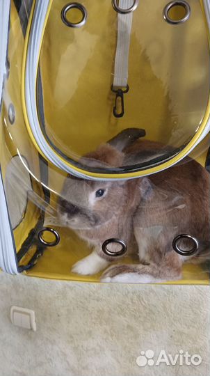 Переноска рюкзак для кошек кроликов