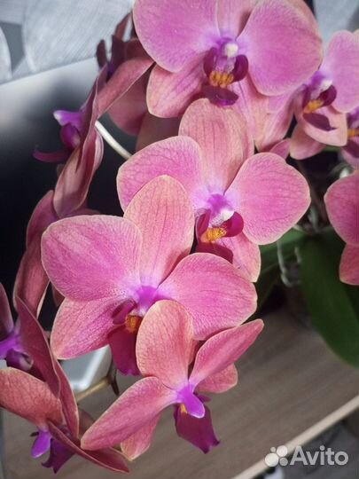 Орхидея фаленопсис