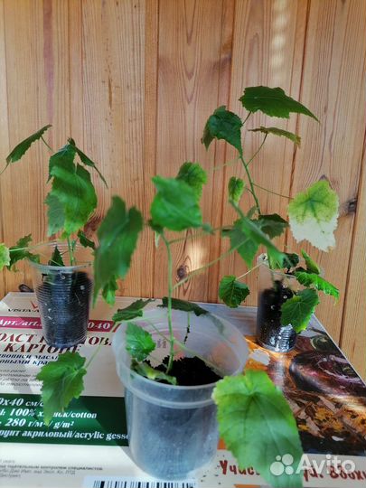 Абутилон оранжевый