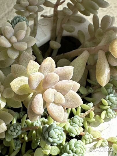 Суккулент (пахивитум )