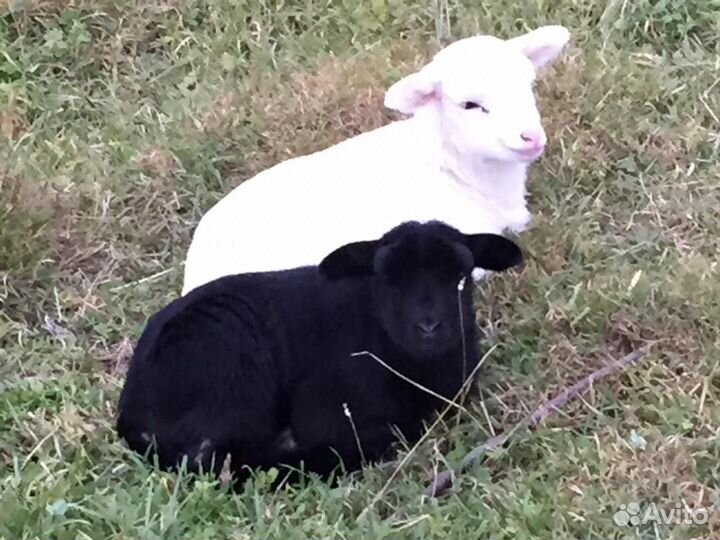 Бараны, овцы и ярки дорпер+Романовка, баранина
