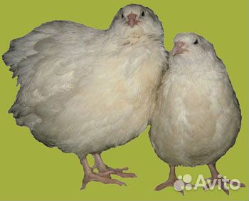 Перепела белые мясные: яйцо, птенцы. Доставка