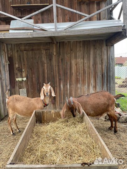 Продажа коз