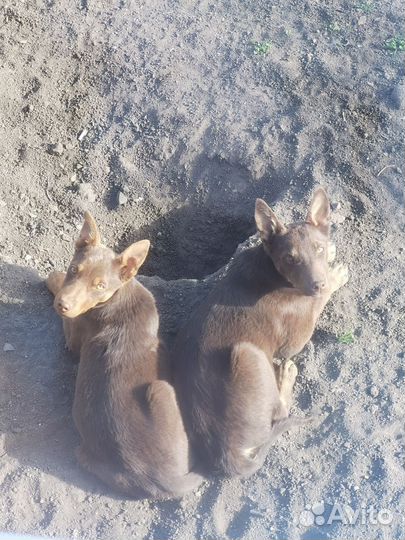 Щенки келпи