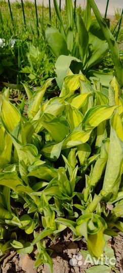 Многолетние садовые цветы