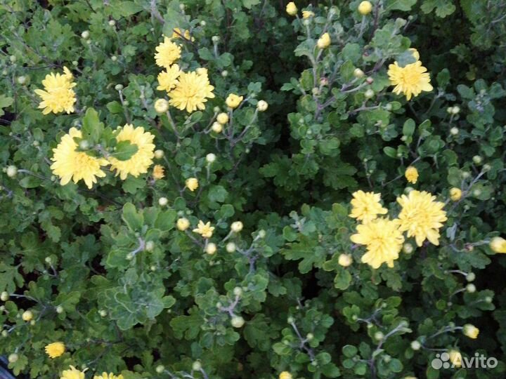 Гортензия. Цветы