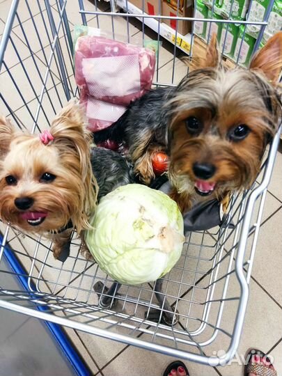 Передержка для собак