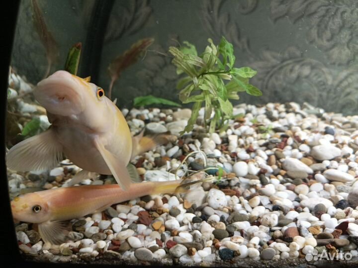 Аквариумные рыбки