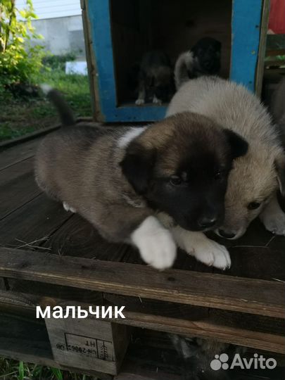 Щенки в добрые руки бесплатно