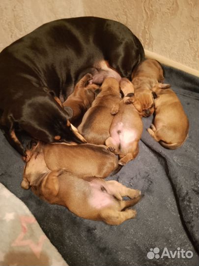 Щенки таксы