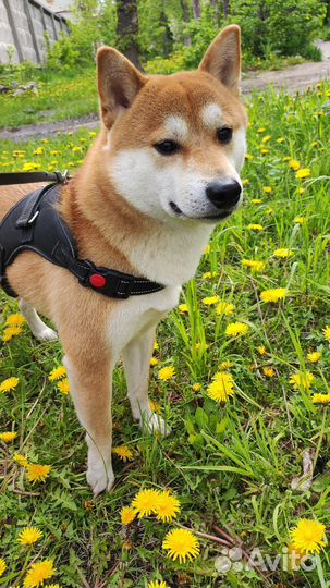 Вязка Сиба-Ину