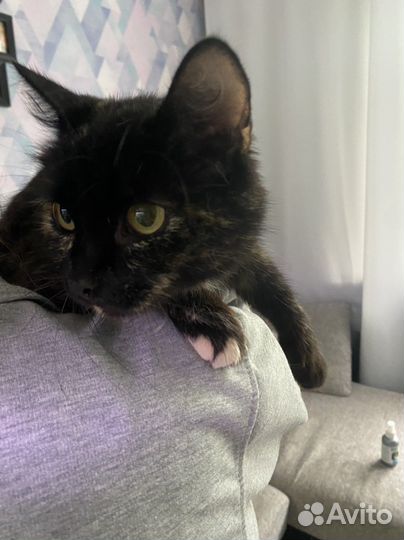 Кошка в добрый руки