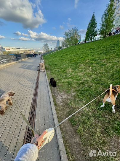 Передержка собак в домашних условиях