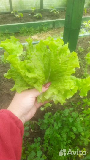 Зелень петрушка салат