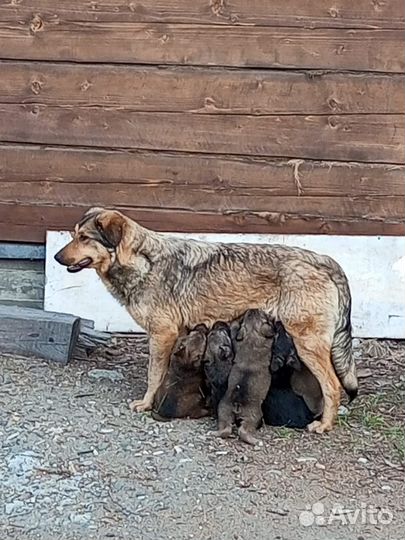 Собака в добрые руки отдам бесплатно, дворовая