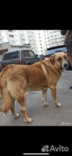 Собака ушла с передежки