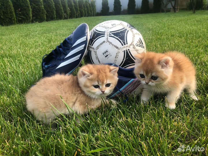 Британская золотая шиншилла