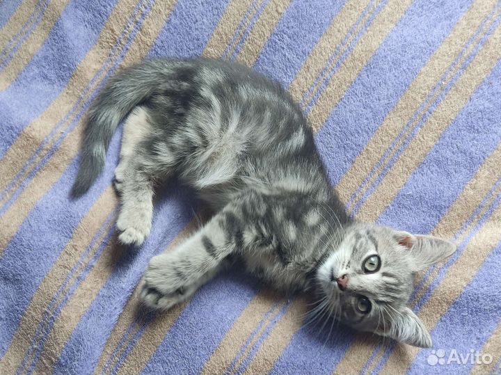 Маленький серый котик, в заботливую семью