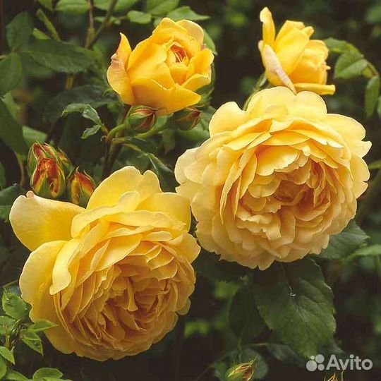 Роза Голден Селебрейшен